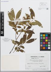 Foto von Salix fragilis L. x Salix pentandra L.